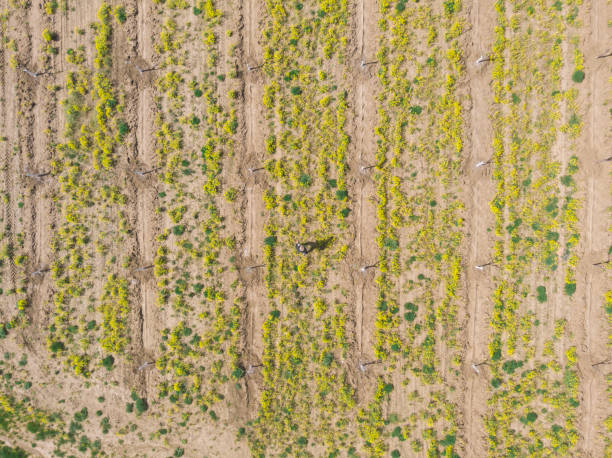 istock Agricultural small business. Farmer inspecting plants 1482644814