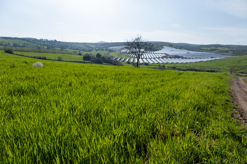 dance of green wheat in the meadow. 4k resolution