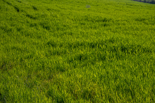 dance of green wheat in the meadow. 4k resolution