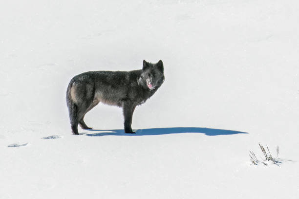 istock Grey wolf of black color struggling through deep snow 1482645739