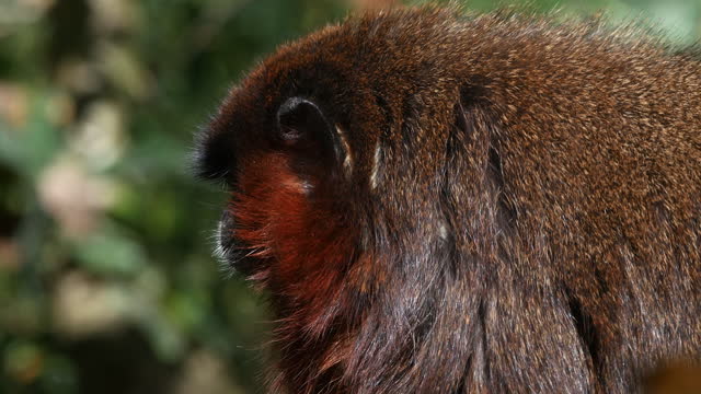 Red Titi Monkey, callicebus cupreus, Portrait of Adult, Real Time 4K