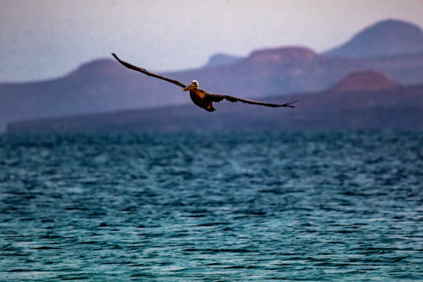 Pelican Sea of Cortez
