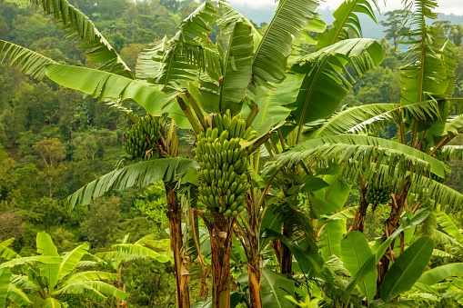 banana tree with a big bunch of green babanas in a green african rain forest