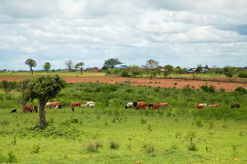 group of cows grazing on the pasture village in Africa landscape