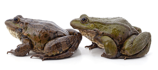 Two green frogs isolated on a white background.