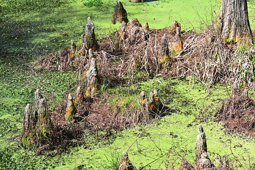 Rotting tree stumps in green water.