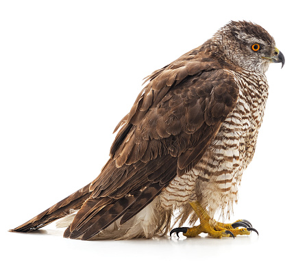 One brown falcon isolated on a white background.