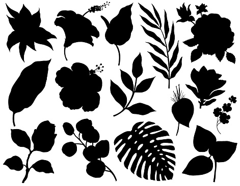 Vector set of tropical plants silhouettes isolated on white background