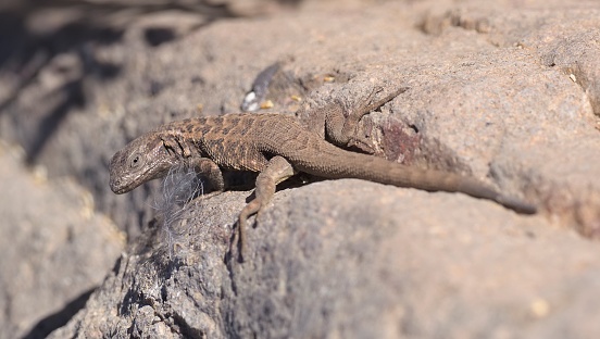 An El Plomo Smooth-throated Lizard (Liolaemus bellii) sunbathes on a rock in strong sunlight but cool mountain air, at an elevation of 3000 metres in the central Chilean Andes near Santiago de Chile. The species has a restricted distribution, centred around the ancient volcanic cone of El Plomo, one of the volcanoes that directly overlooks Santiago, the Chilean capital. It is also one of Chile’s most variable lizards, with the ground colour of its scales varying from light brown to almost black, depending on age and sex and other unknown factors.