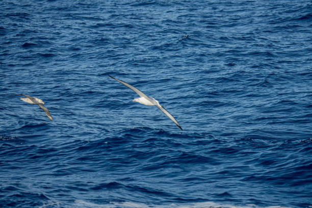 istock Giant petrel (Macronectes giganteus) in flight over Drake Passage 1482651870