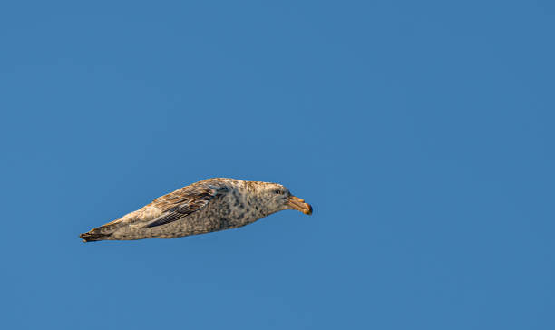 istock Giant petrel (Macronectes giganteus) in flight over Drake Passage 1482651925