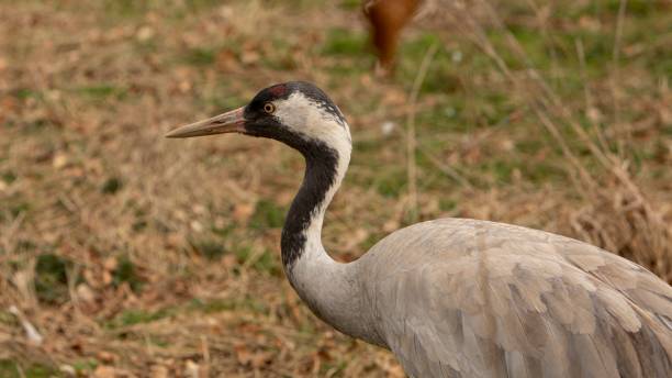 istock Eurasian Crane Upper Body Shot. 1482653729