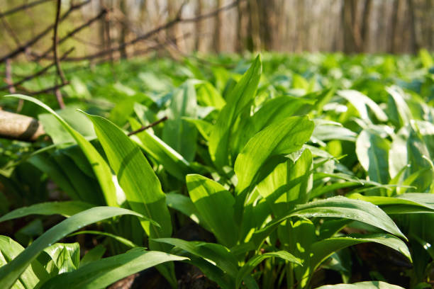 istock Wild garlic growing in the forest in springtime 1482654303