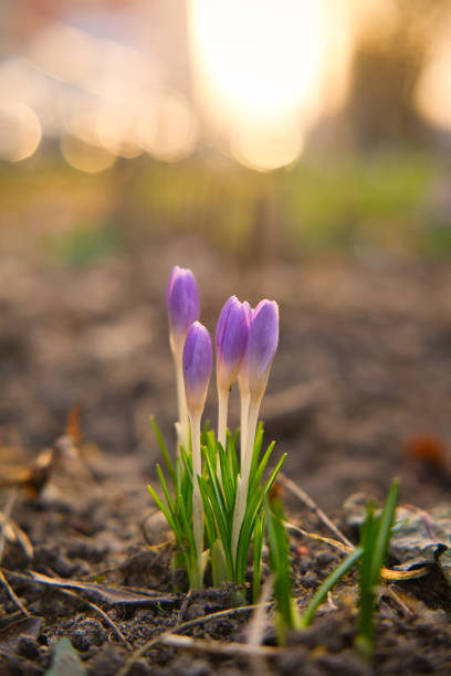 istock Young crocus flowers in the evening light. Copy cpace. Spring season flowers. 1482655055