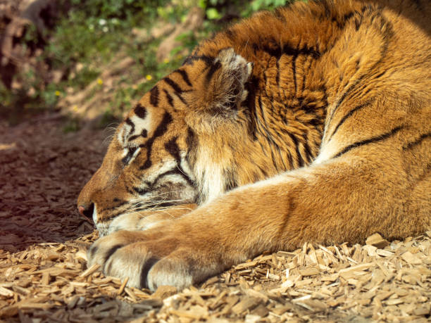 istock The Siberian tiger 1482656186