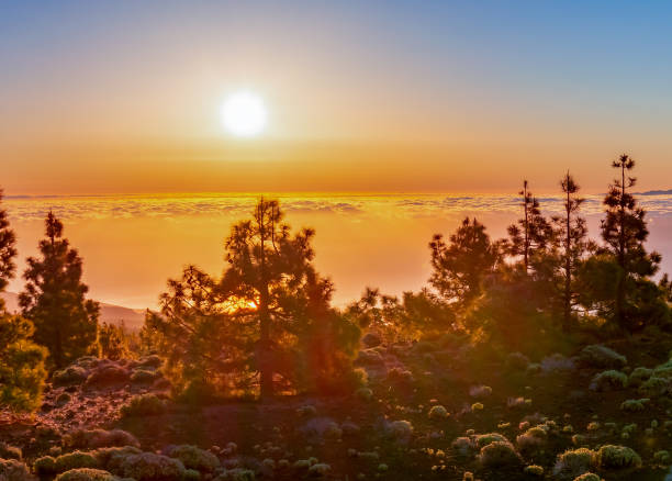 tramonto sulle isole canarie visto dal parco nazionale del teide, spagna - pine sunset night sunlight foto e immagini stock