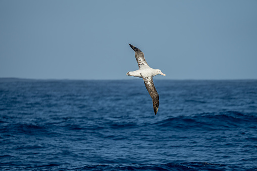 Royal Albatross follows a cruise ship across Drake Passage to Antarctica