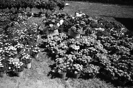 flowers in a  florist shop