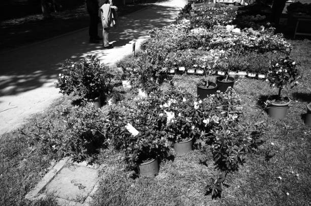 flowers in a  florist shop