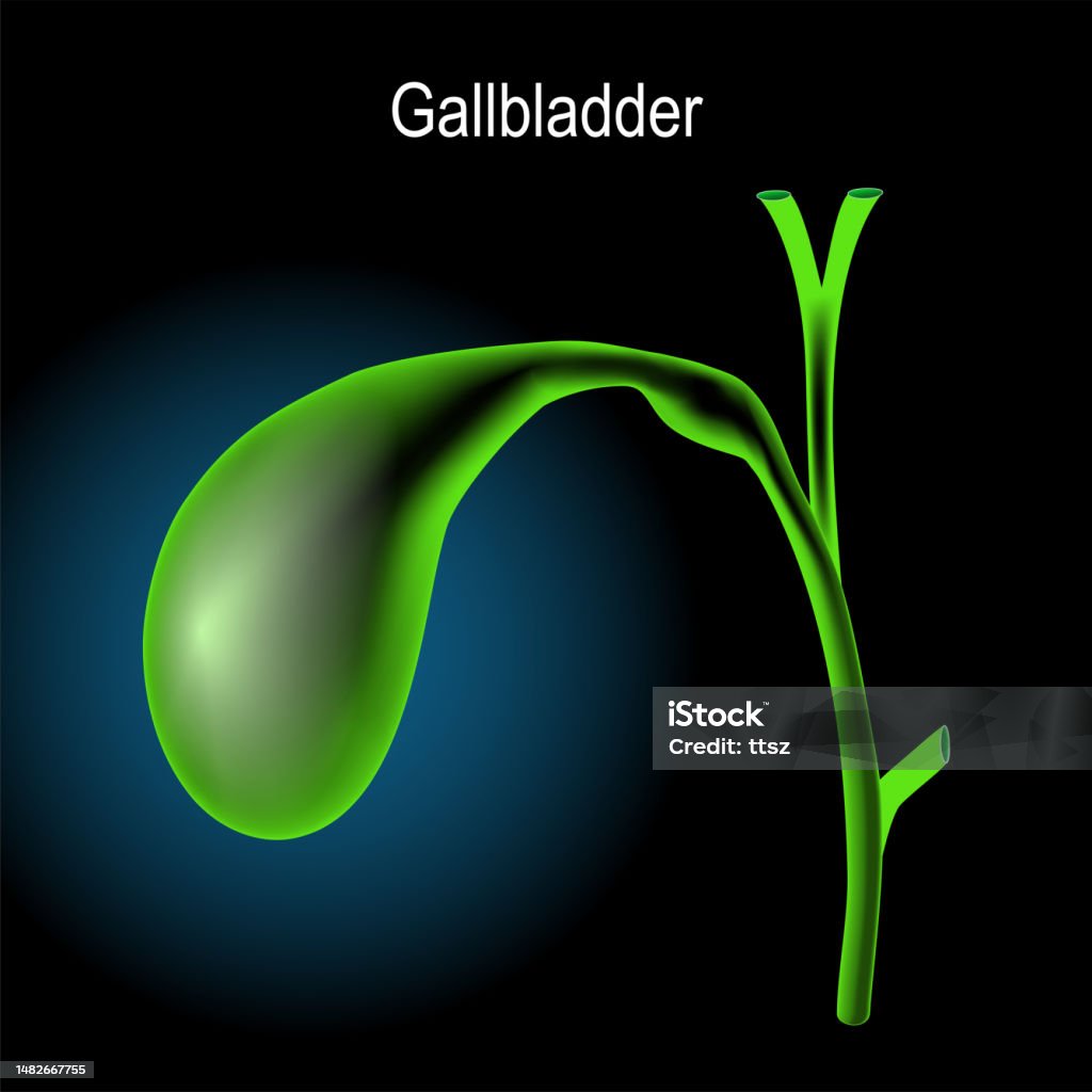 Normal Gallbladder Real Gallbladder On Dark Background Xray Blue Realistic Stock Illustration ...