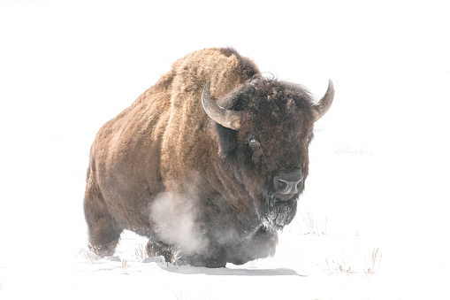 Buffalo or bison walking toward camera  with winter steam in Yellowstone ecosystem in Wyoming, in northwestern USA. Nearest cities are Bozeman and Billings Montana, Denver, Colorado, Salt Lake City, Utah and Jackson, Wyoming.