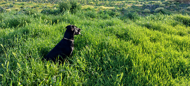 Black labrador retriever dog on the green grass meadow