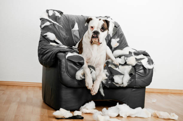 istock Boxer is on a leather chair 148267368