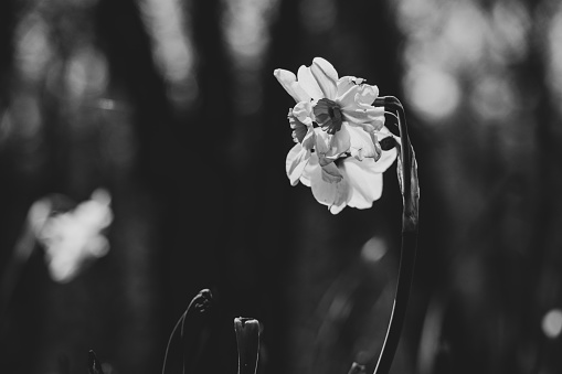 Flowers daffodils in the spring in the sun in the parks of the city of Dnipro in Ukraine, black and white