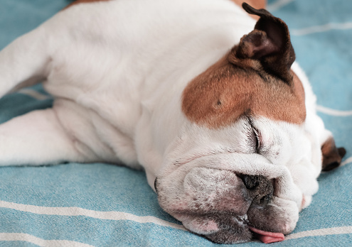 English Bulldog in deep sleep