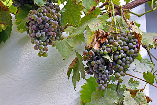 istock Bunche of blue grapes 148267772