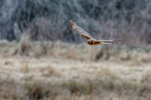 istock short-eared owl flying in the wild 1482679218