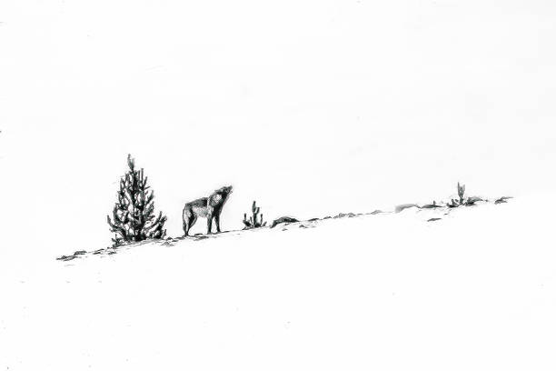 istock Grey wolf of black color howling for his pack 1482679276
