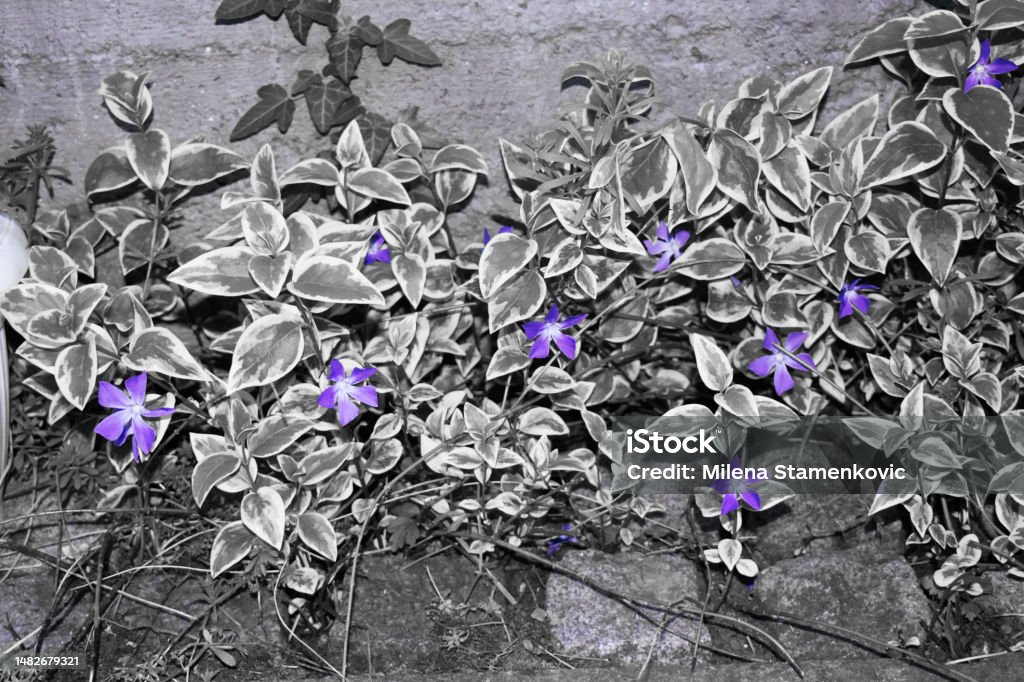 Purple flowers and achromatic background Purple flowers in a colorless garden. Abstract Stock Photo