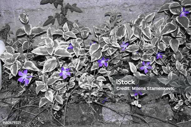 Purple Flowers And Achromatic Background Stock Photo - Download Image Now - Abstract, Art, Backgrounds