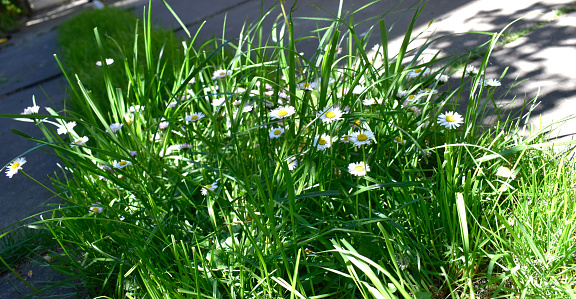 Michaelmas daisy in grass path