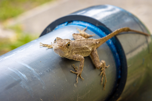 A brown anole lizard clings to a pipe and looks directly at the camera.