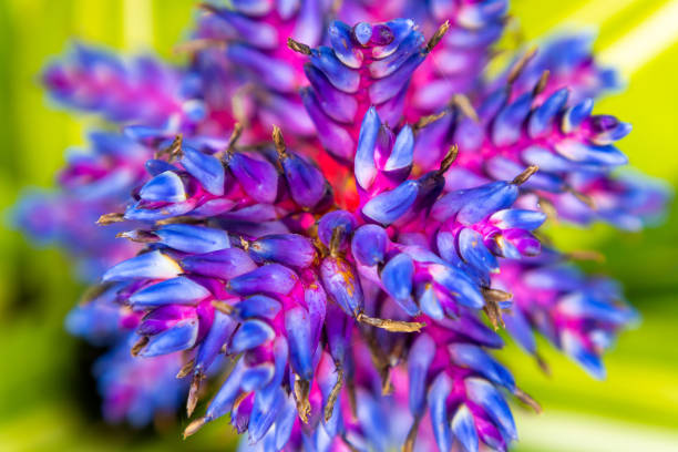 A vibrant tropical blue and purple flower blooming. Overhead shot, background image.