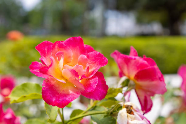 A pretty pink and yellow rose in a garden.