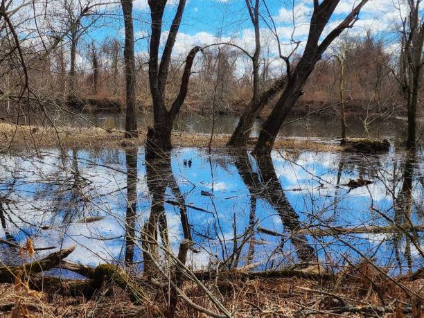 istock Bare Trees Reflecting on the River on a Sunny Day 1482681024