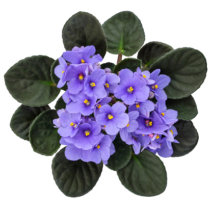Blue Violet Saintpaulia flower isolated on white background. African Saintpaulia houseplant. Top view.