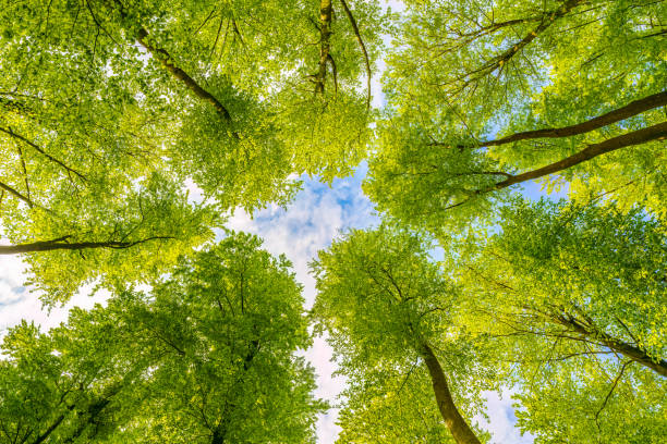 istock photo up to the tree top shot from below, sustainability, springtime in germany 1482681633