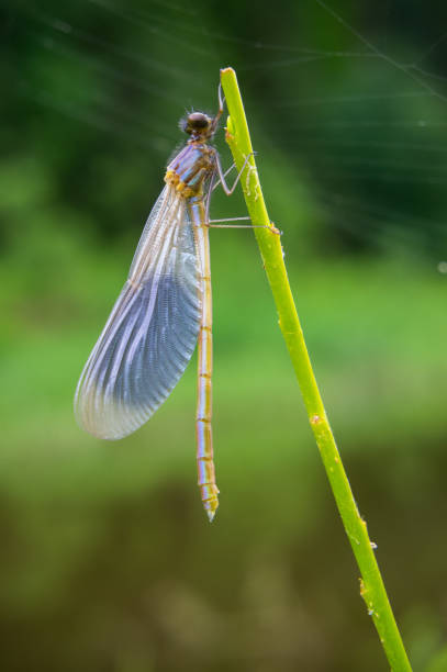 la naissance d’une libellule un matin d’été, sur une branche d’une plante. métamorphoses en gros plan, saison estivale. - branch dry defocused close up photos et images de collection