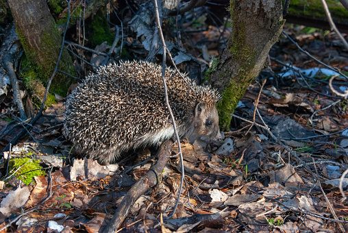 In spring, the hedgehog went hunting in the evening to a forest clearing covered with last year's foliage and green grass sprouts.