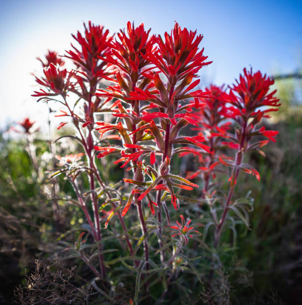 istock Indian Paintbrush Wildflowers 1482684095