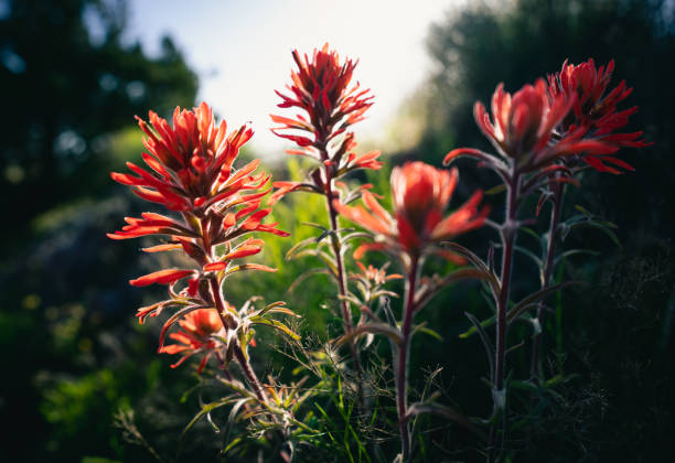 istock Indian Paintbrush Wildflowers 1482684105