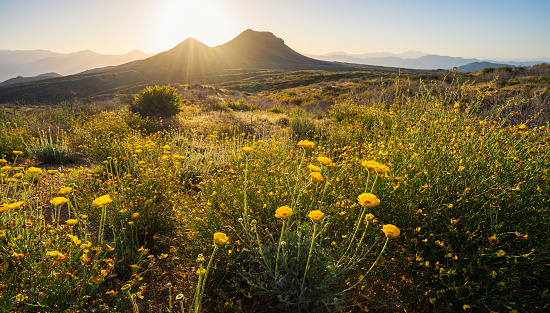 Sunrise over wilderness in Tonto National Forest near Bartlett Lake with desert marigold blooming in foreground