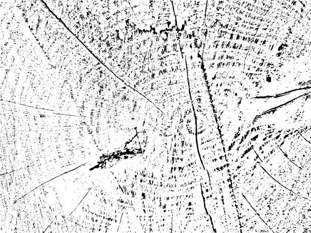 ilustrações de stock, clip art, desenhos animados e ícones de vector grunge texture of an old sawn tree cross section with cracks. natural, monochrome, organic background - wood lumber industry tree ring wood grain