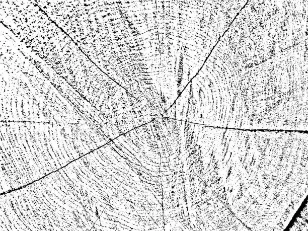 Vector illustration of Unique, natural grunge texture featuring a cross-section of a tree with cracks and concentric circles. Monochrome, organic background ideal for vintage, rustic, and abstract designs