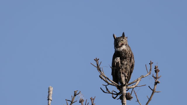 Great Horned Owl, Point Reyes, California