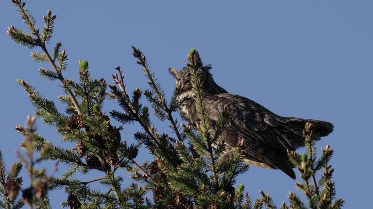 Great Horned Owl, Point Reyes, California